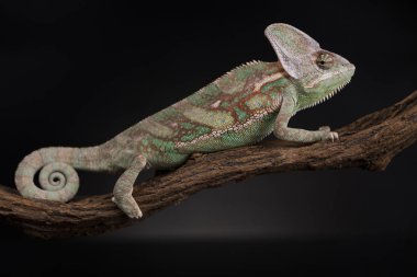 Yeşil bukalemun kertenkele