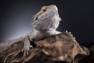 Kertenkele Dragon, Agama sakallı