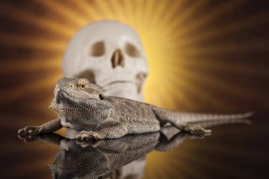 Agama kertenkele ve kafatası 