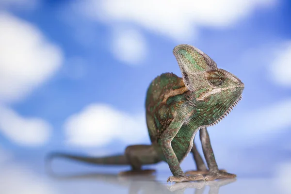 Chameleon zelená ještěrka — Stock fotografie