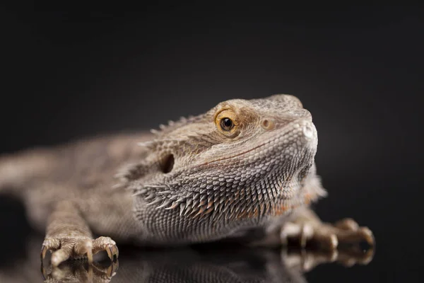 Lagarto barbudo Agama — Foto de Stock