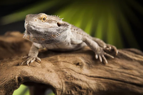 Wurzelbartdrache — Stockfoto