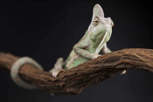 Зелений хамелеон ящірка — стокове фото