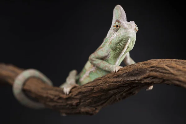 Grüne Chamäleonechse — Stockfoto