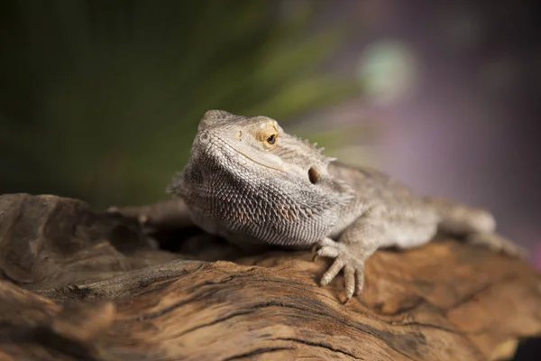 Wurzelbartdrache — Stockfoto