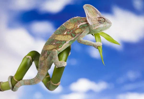 Lagarto camaleón verde —  Fotos de Stock