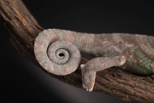 Ještěrka zelená chameleon — Stock fotografie