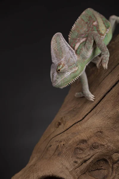 Zelený chameleon na kořen — Stock fotografie
