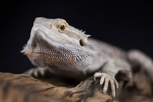 Agama Dragon Lizard — Stock Photo, Image