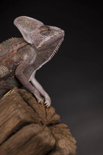 Green chameleon on root Stock Photo