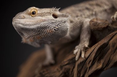 Kertenkele Dragon, Agama sakallı