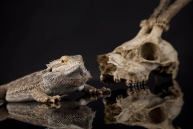 Dragon kertenkele ve kafatası 