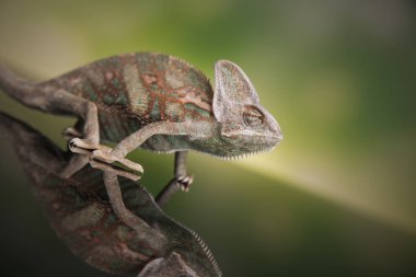 Yeşil kertenkele, bukalemun