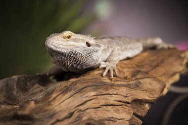 Kök Dragon sakallı 