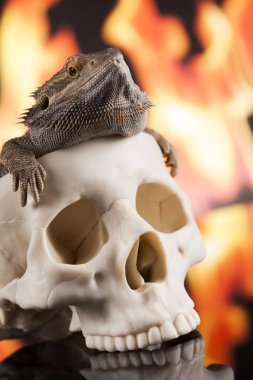 Kafatası ile Agama kertenkele 