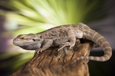 Kök Dragon sakallı 