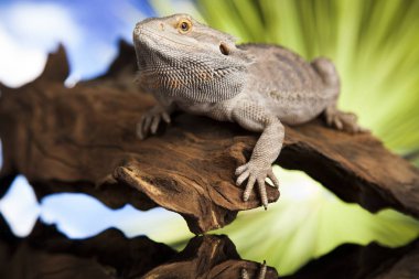 Hayvan kertenkele, sakallı Ejder