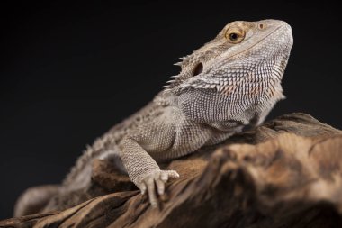 Kertenkele Dragon, Agama sakallı