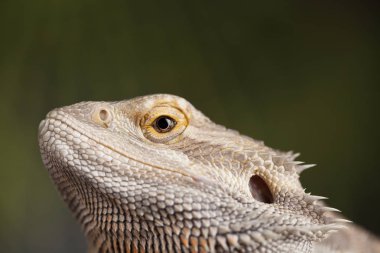 Sakallı agama kertenkele 