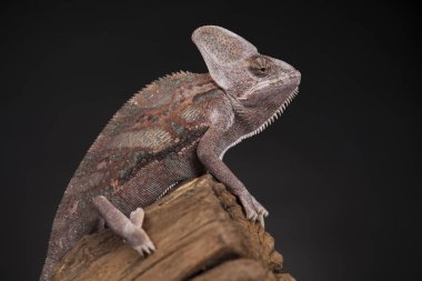 Kök yeşil bukalemun