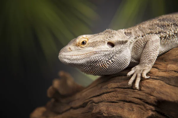 Agama-Drachenechse — Stockfoto