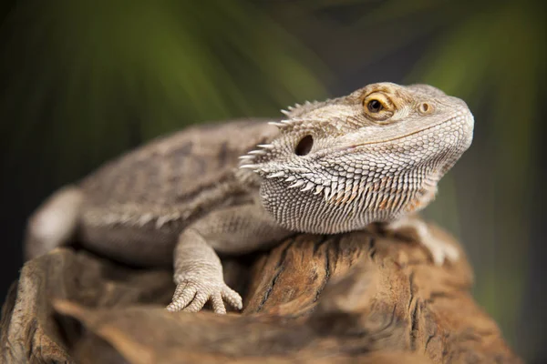 Тварина ящірка, бородатий дракон — стокове фото