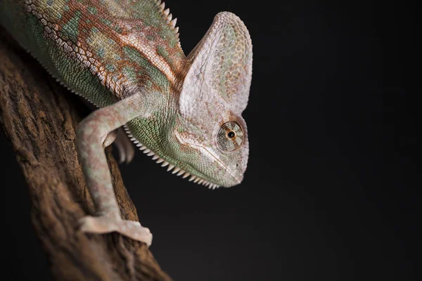 Green chameleon lizard — Stock Photo, Image