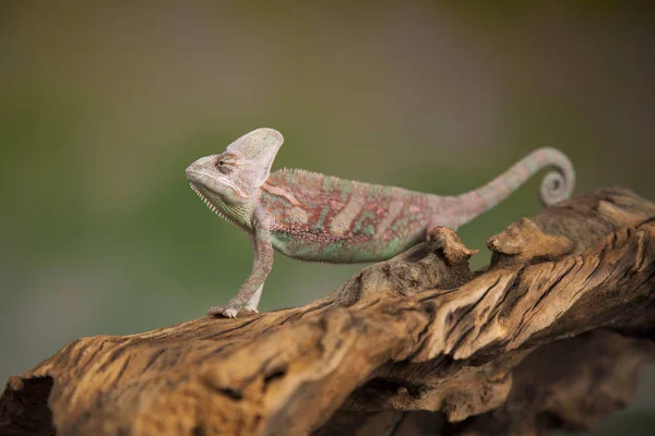 Chameleon lizard sits at root — Stock Photo, Image