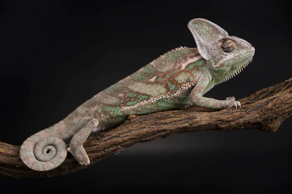 Lagarto camaleão verde — Fotografia de Stock