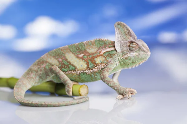 Green chameleon lizard — Stock Photo, Image