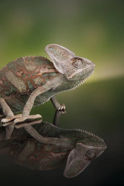 Chameleon zelená ještěrka — Stock fotografie