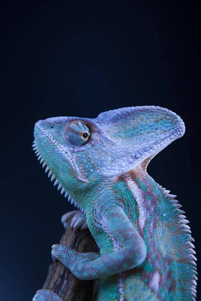 Green chameleon lizard — Stock Photo, Image