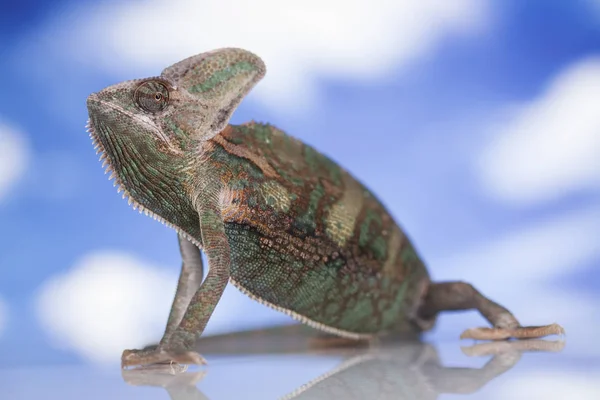 Chameleon zelená ještěrka — Stock fotografie