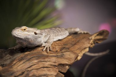 Hayvan kertenkele, sakallı Ejder