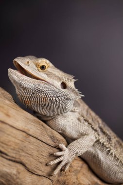 Kertenkele Dragon, Agama sakallı