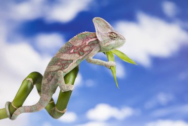 Yeşil bukalemun kertenkele