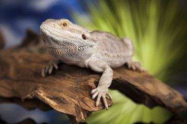 Hayvan kertenkele, sakallı Ejder