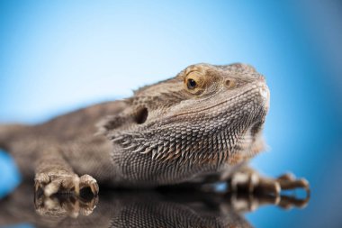 kertenkele sakallı Ejder