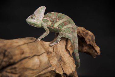 Kök yeşil bukalemun