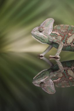 Yeşil bukalemun kertenkele 