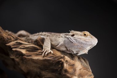 Sakallı agama kertenkele 