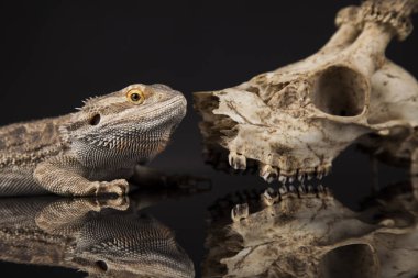 Dragon kertenkele ve kafatası 