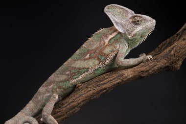 Yeşil bukalemun kertenkele