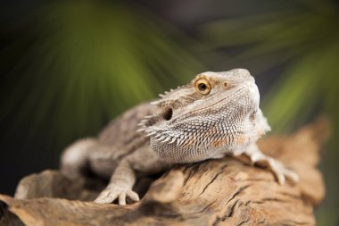 Kök Dragon sakallı 