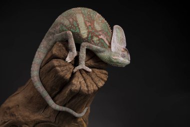 Kök yeşil bukalemun