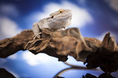 Agama Ejderha Kertenkele