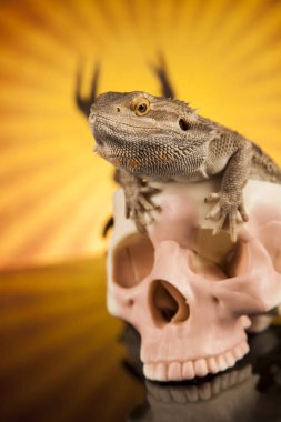 Kertenkele insan kafatası ile