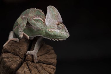 Kök yeşil bukalemun