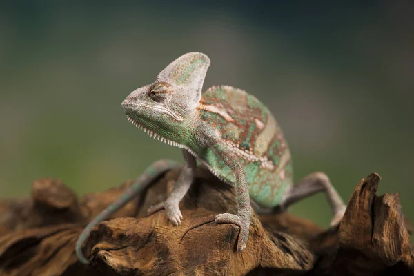 Lagarto camaleão senta-se na raiz — Fotografia de Stock