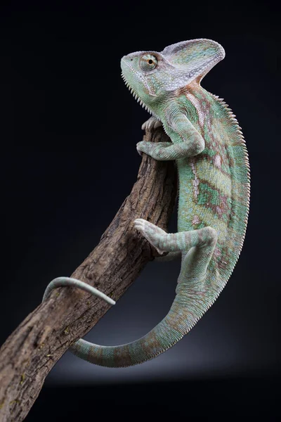 Jaszczurka zielona kameleon — Zdjęcie stockowe